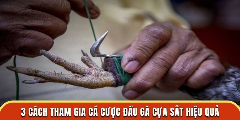 3 cách tham gia cá cược đấu gà cựa sắt hiệu quả