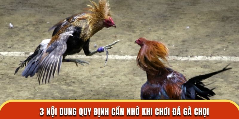 3 nội dung quy định cần nhớ khi chơi đá gà chọi