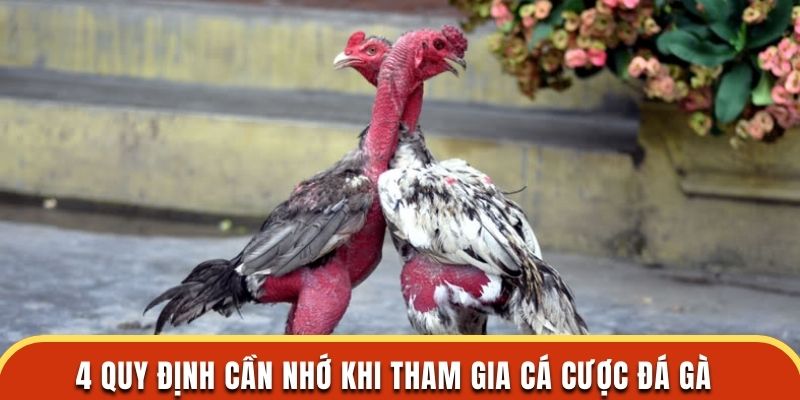 4 quy định cần nhớ khi tham gia cá cược đá gà