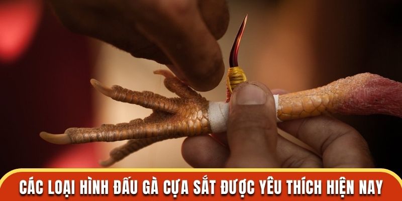 Các loại hình đấu gà cựa sắt được yêu thích hiện nay