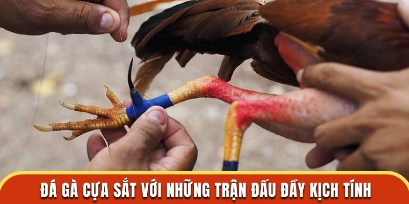 Đá gà cựa sắt với những trận đấu đầy kịch tính