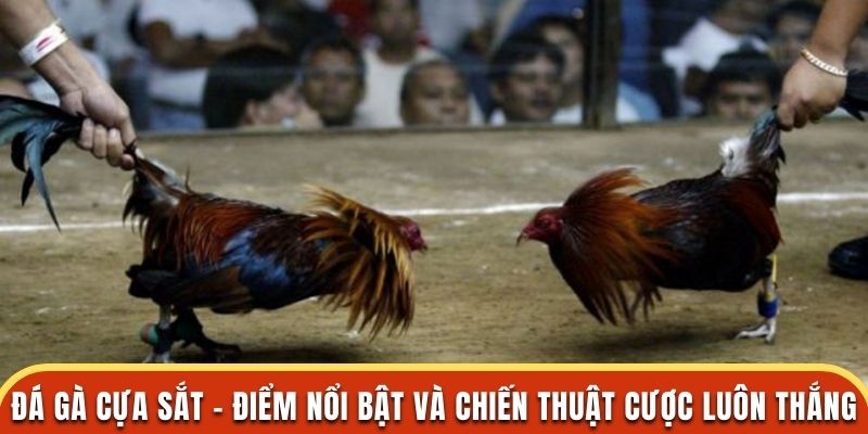 Đá gà cựa sắt